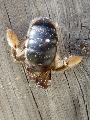 Xylocopa cantabrita